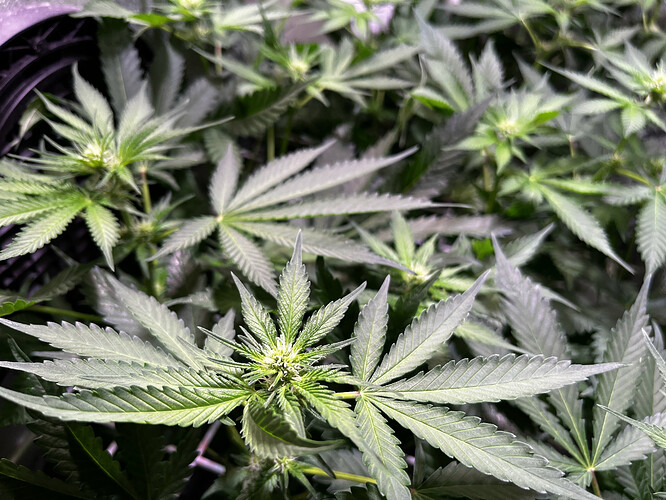 Growreport Bild 30