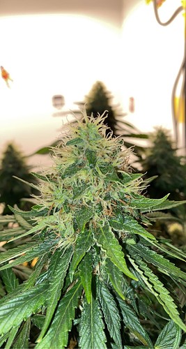 Growreport Bild 6
