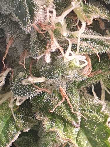 Growreport Bild 7