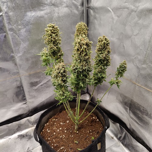 Growreport Bild 18