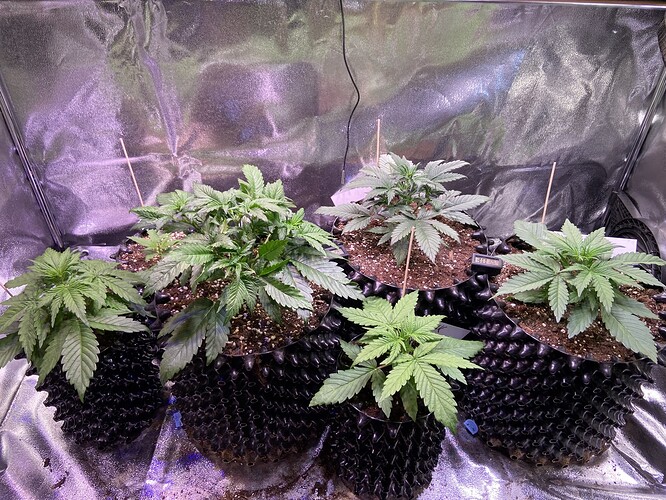 Growreport Bild 1