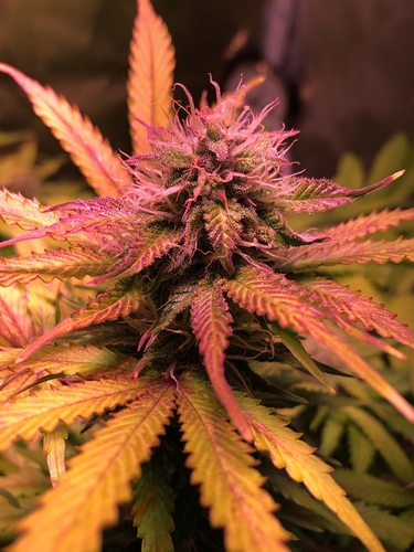 Growreport Bild 7