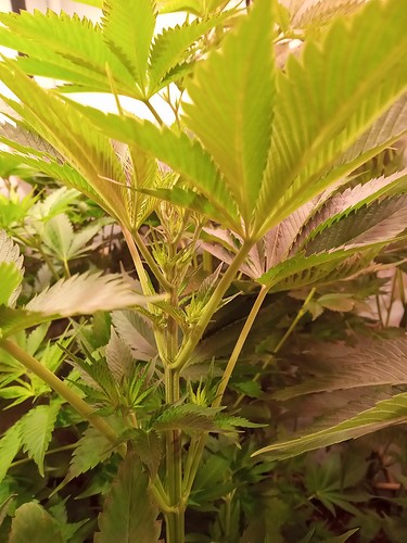 Growreport Bild 32