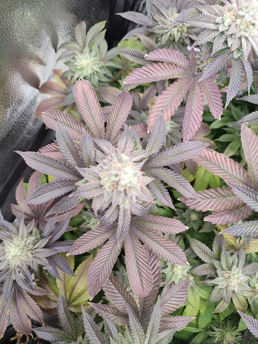 Growreport Bild 9