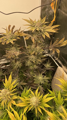 Growreport Bild 20