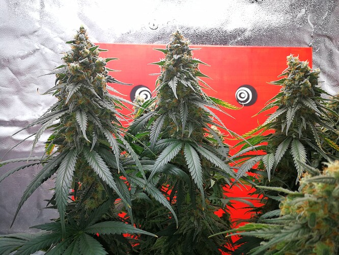 Growreport Bild 4
