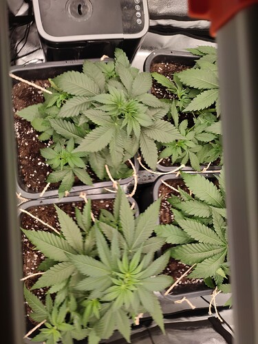 Growreport Bild 3