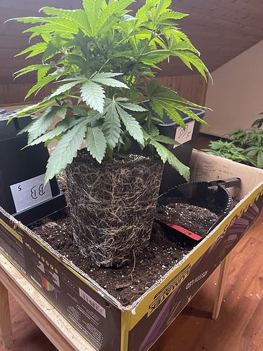 Growreport Bild 25