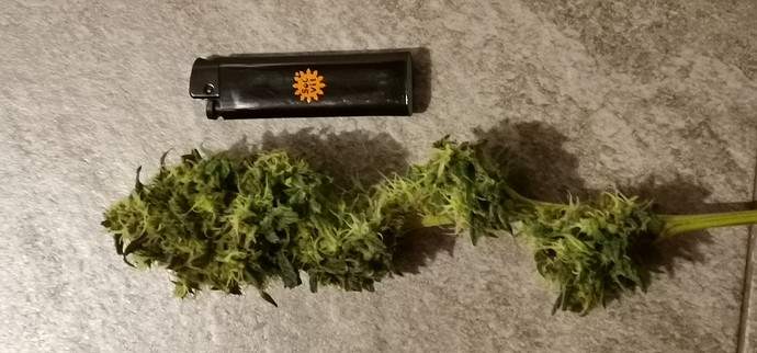 Growreport Bild 5