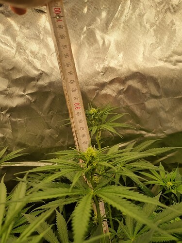 Growreport Bild 37