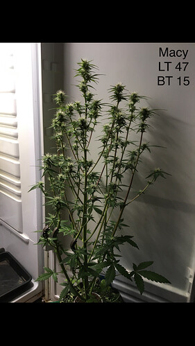 Growreport Bild 7