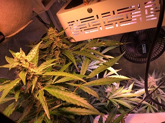 Growreport Bild 2