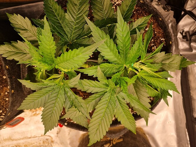 Growreport Bild 20