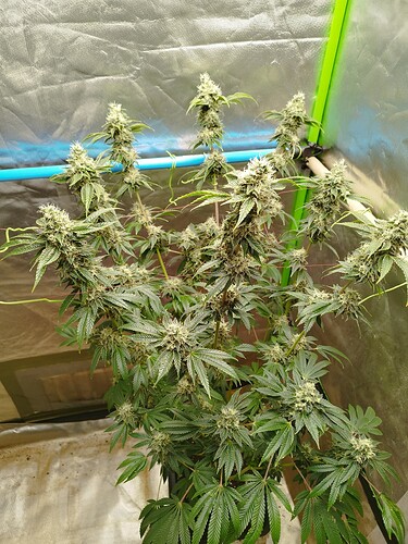 Growreport Bild 1