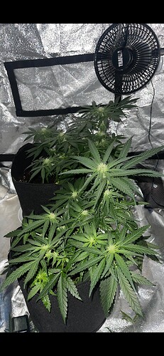 Growreport Bild 6