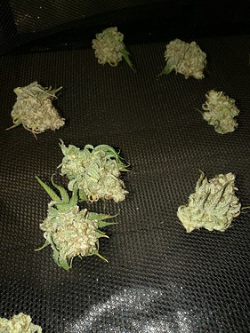 Growreport Bild 57