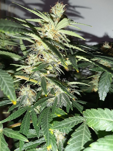 Growreport Bild 3