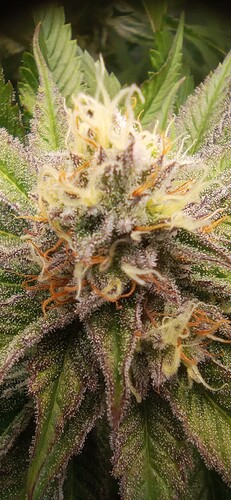 IMG_20240130_120108_1