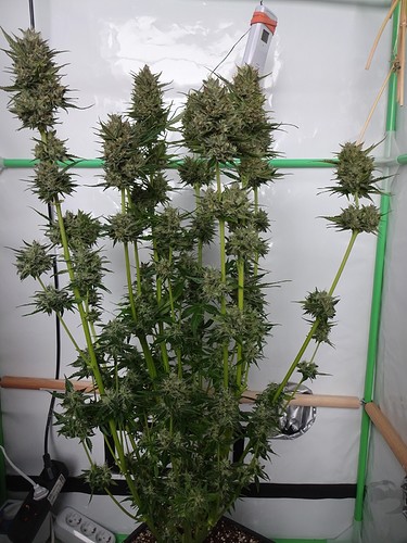 Growreport Bild 10