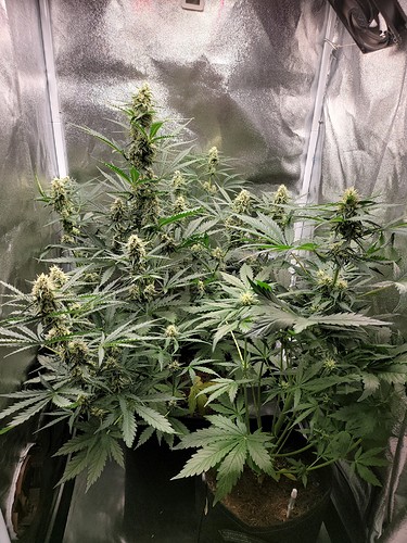 Growreport Bild 4