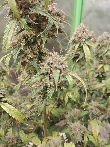 Growreport Bild 1