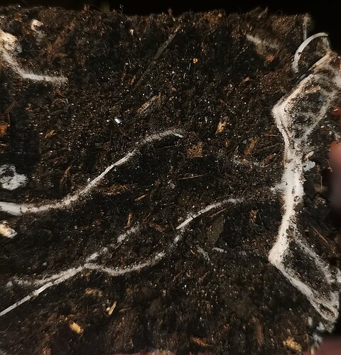 Growreport Bild 19