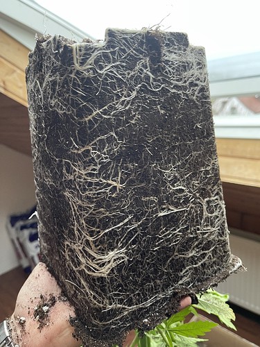 Growreport Bild 31