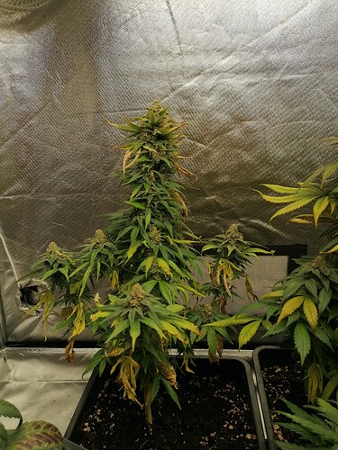 Growreport Bild 6