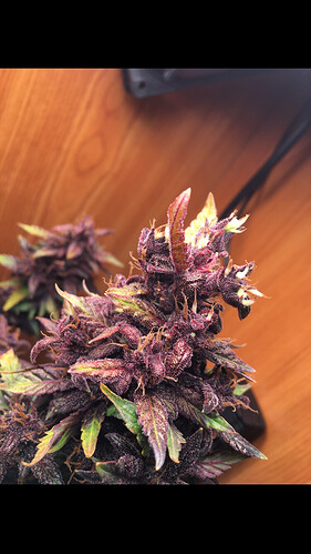 Growreport Bild 4