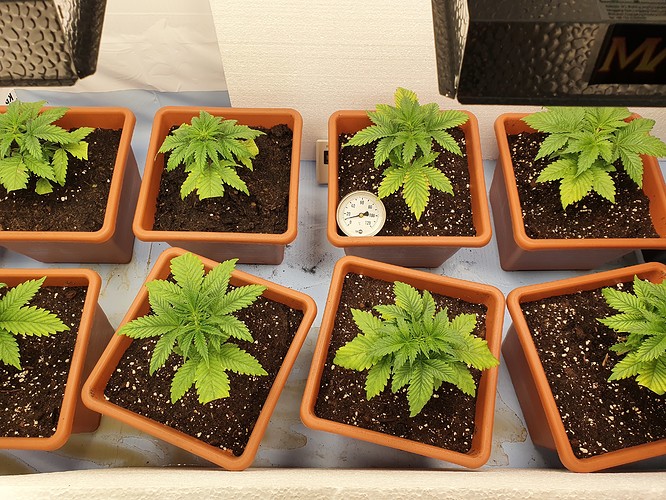 Growreport Bild 14