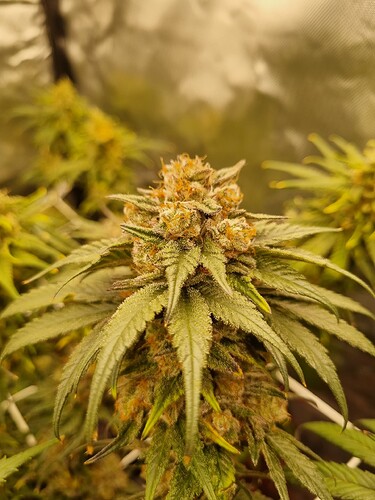 Growreport Bild 47