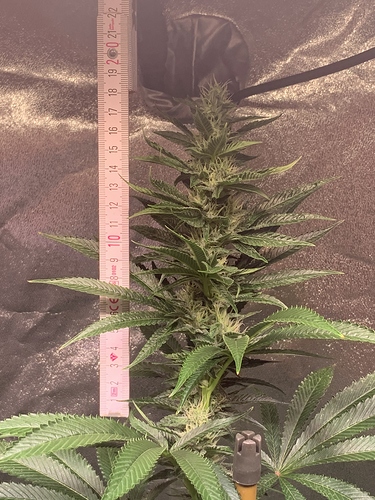 Growreport Bild 15