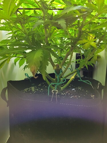 Growreport Bild 7
