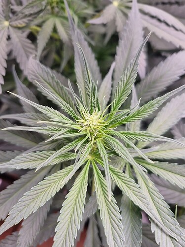 Growreport Bild 27
