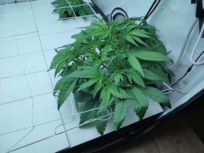 Growreport Bild 18