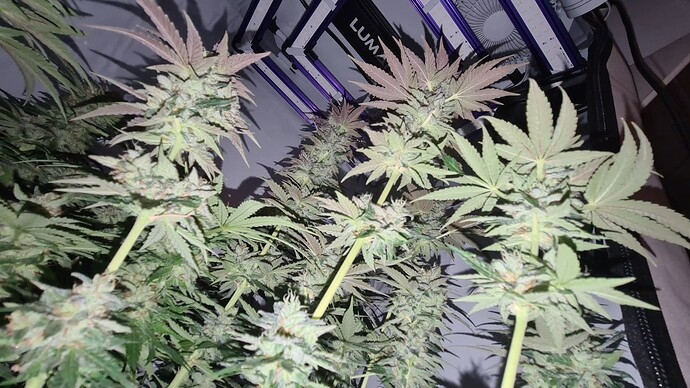 Growreport Bild 6