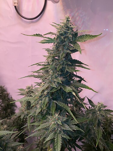 Growreport Bild 2