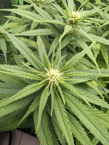 Growreport Bild 11