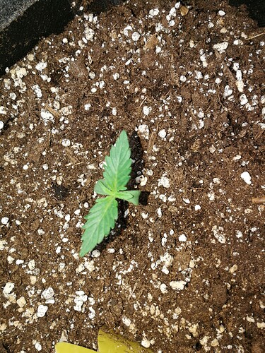 Growreport Bild 107
