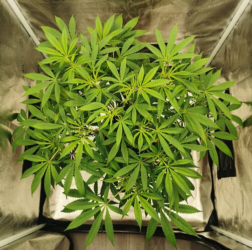 Growreport Bild 1