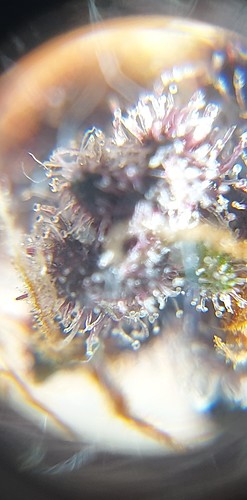 Growreport Bild 18