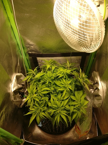 Growreport Bild 3