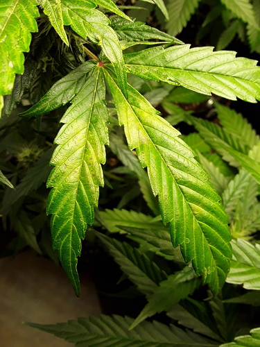 Growreport Bild 12