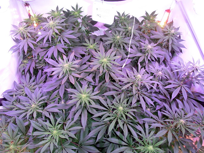 Growreport Bild 2