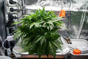 Growreport Bild 1