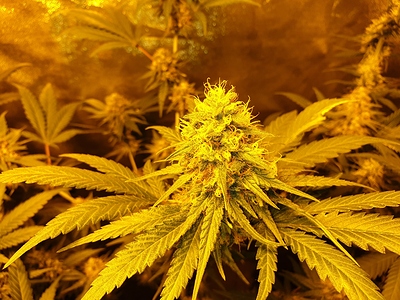 Growreport Bild 4