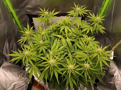 Growreport Bild 3