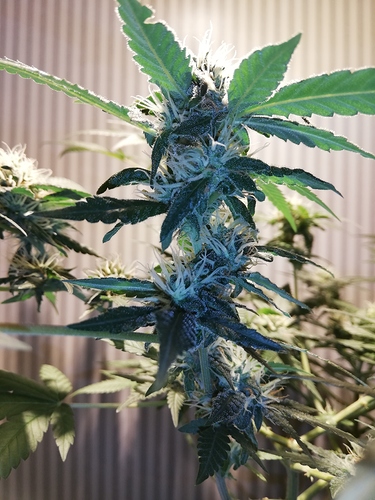 Growreport Bild 3