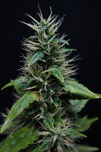 Growreport Bild 6