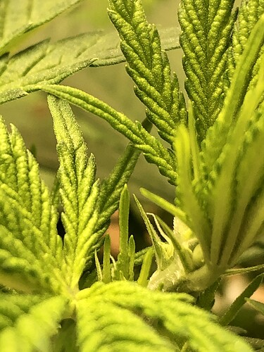 Growreport Bild 3